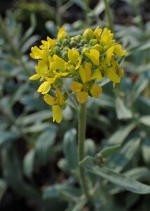Aurinia leucadea