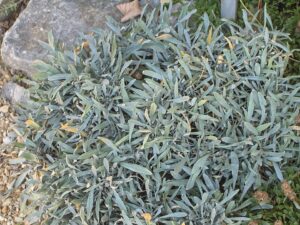 Phyllolepidum rupestre