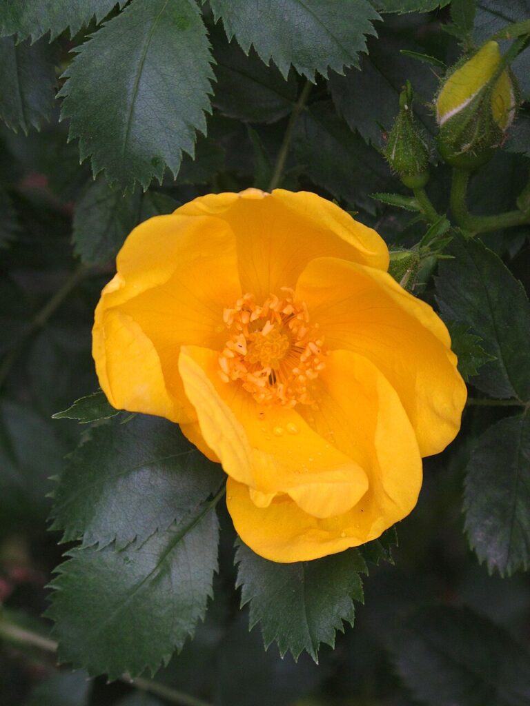 Rosa foetida