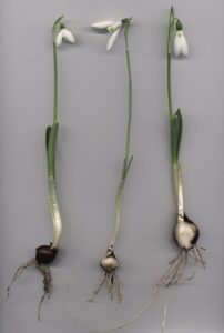 Galanthus reginae-olgae subsp. reginae-olgae