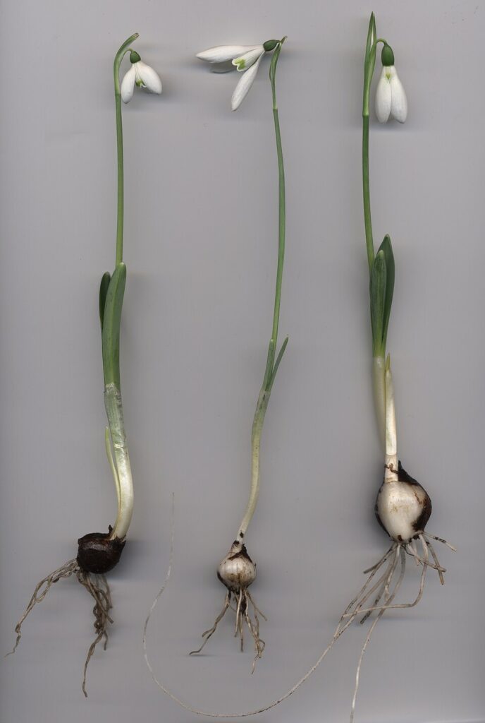 Galanthus reginae-olgae subsp. reginae-olgae