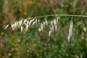 Avena hybrida