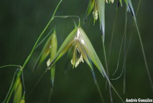 Avena byzantina