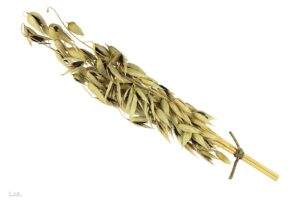Avena sativa
