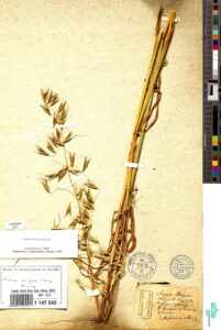 Avena strigosa