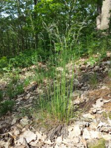 Avenella flexuosa subsp. flexuosa