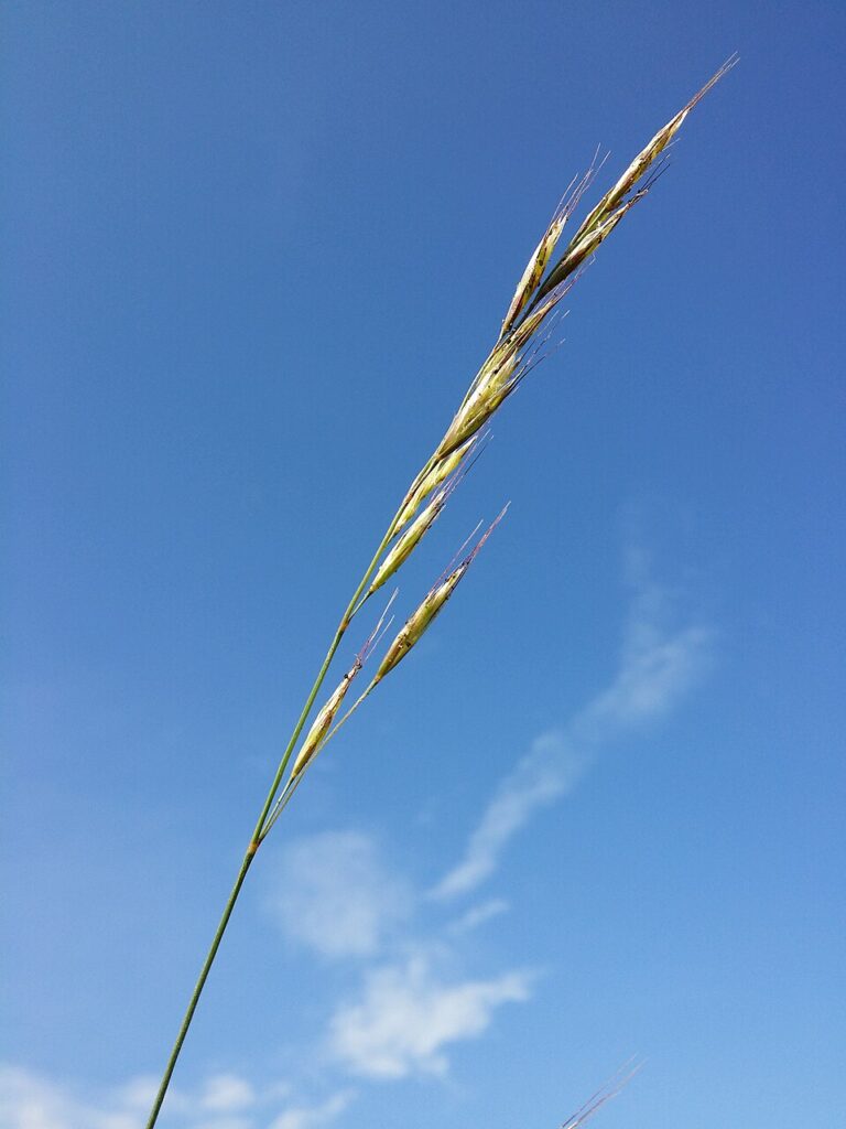 Helictochloa pratensis subsp. pratensis