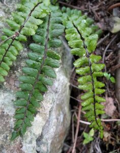 Asplenium trichomanes subsp. coriaceifolium