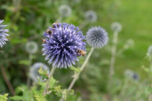 Echinops ritro