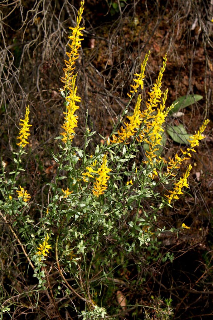 Genista tricuspidata