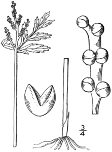 Botrychium lanceolatum