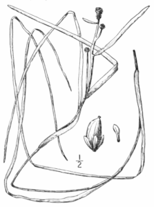 Sparganium hyperboreum