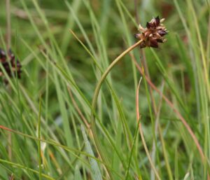 Carex maritima