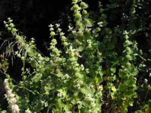 Ballota hispanica