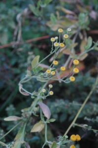 Tanacetum balsamita