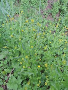Barbarea stricta