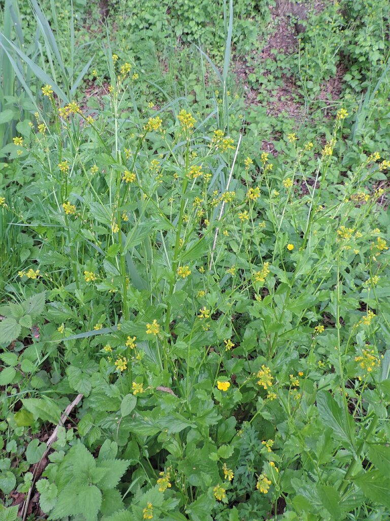 Barbarea stricta