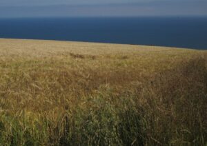 Hordeum marinum subsp. marinum