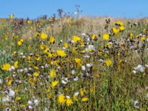 Crepis vesicaria