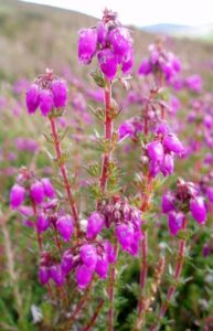Erica cinerea