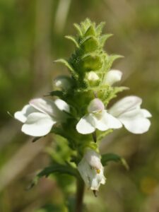 Bellardia trixago