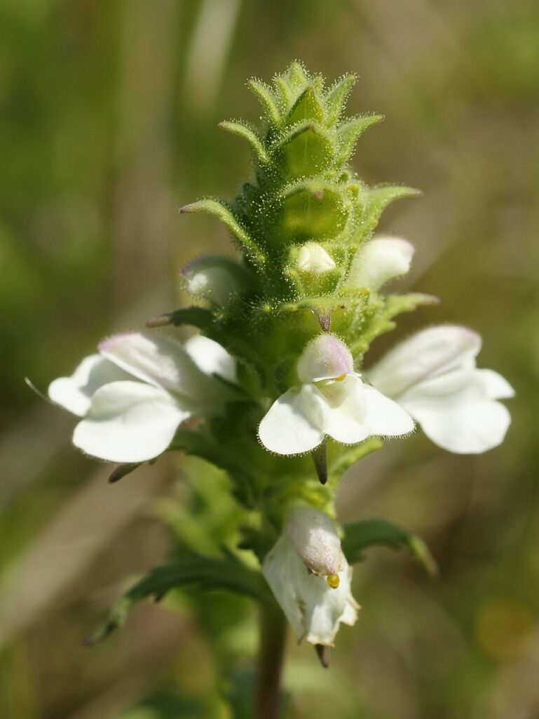Bellardia trixago