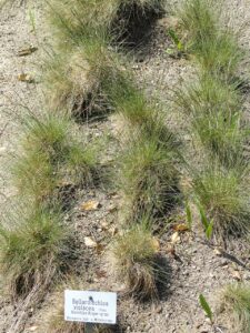 Bellardiochloa variegata