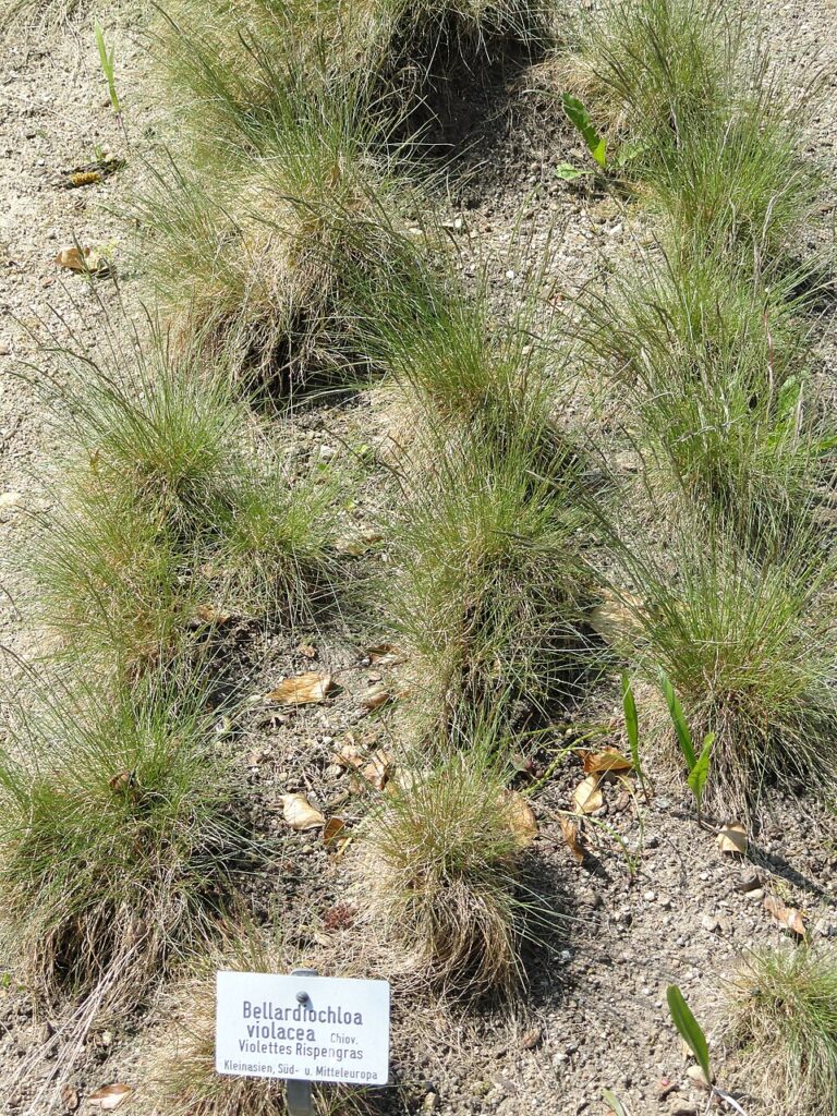 Bellardiochloa variegata
