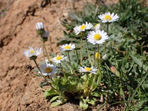 Bellis annua