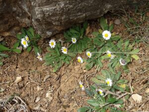 Bellis longifolia