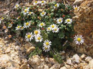 Bellium bellidioides