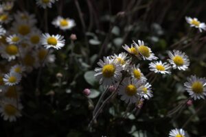 Bellium crassifolium