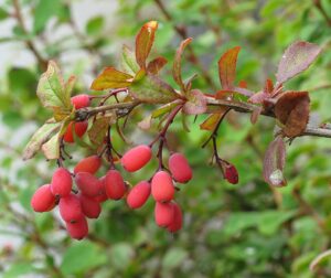 Berberis vulgaris