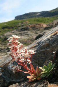 Saxifraga cotyledon