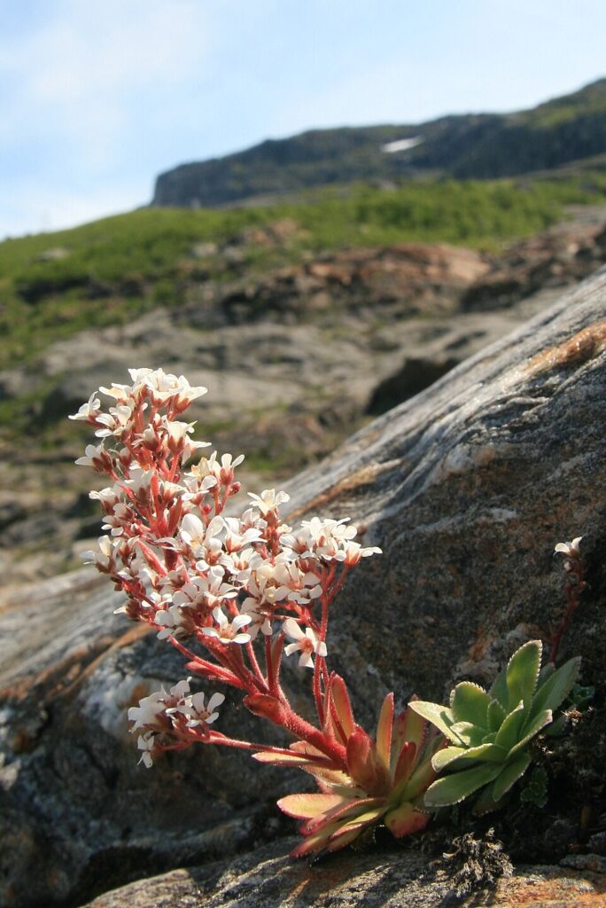 Saxifraga cotyledon