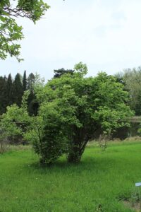 Lonicera microphylla