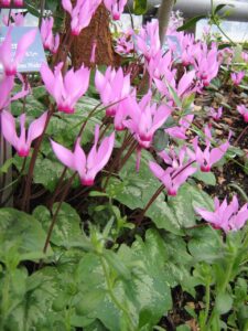 Cyclamen rhodium