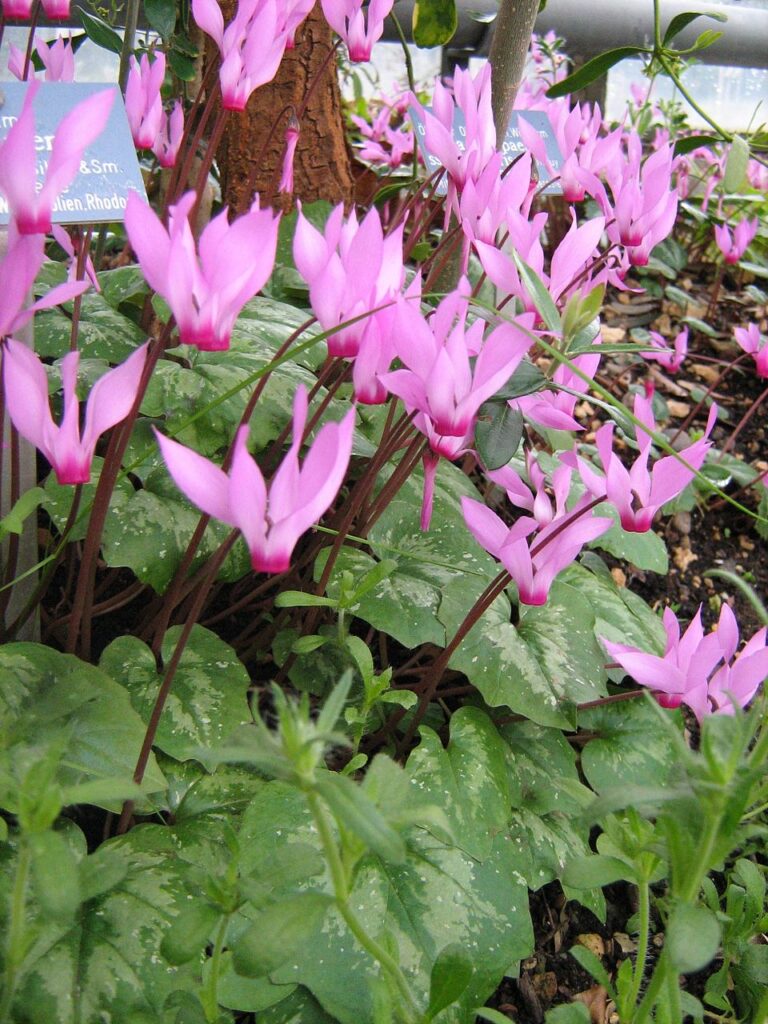 Cyclamen rhodium