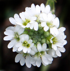 Berteroa incana