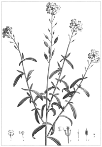 Berteroa mutabilis