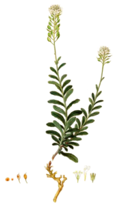Berteroa obliqua
