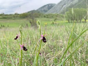 Ophrys bertolonii