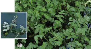 Berula erecta