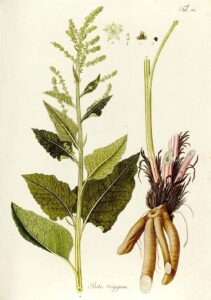 Beta trigyna