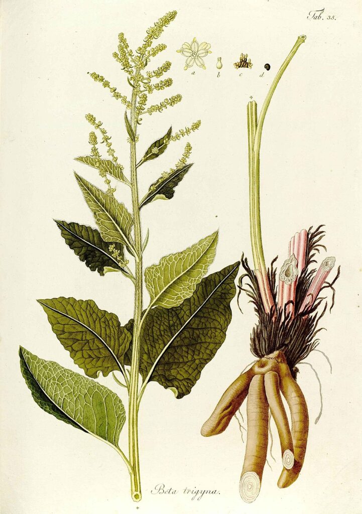 Beta trigyna