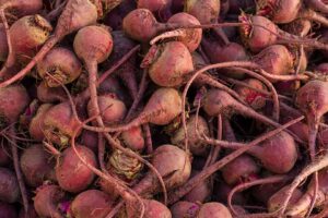 Beta vulgaris
