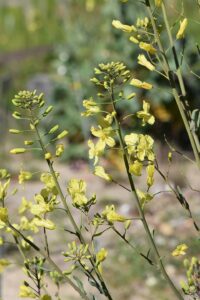 Beta vulgaris subsp. maritima