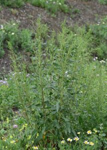 Beta vulgaris subsp. vulgaris