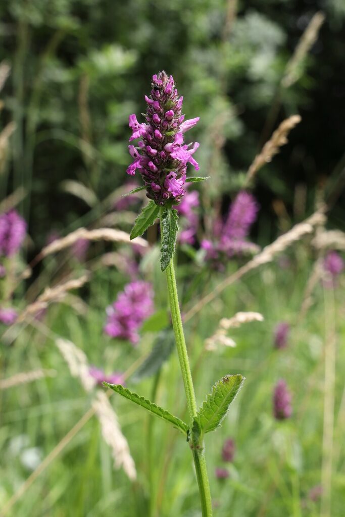 Betonica officinalis