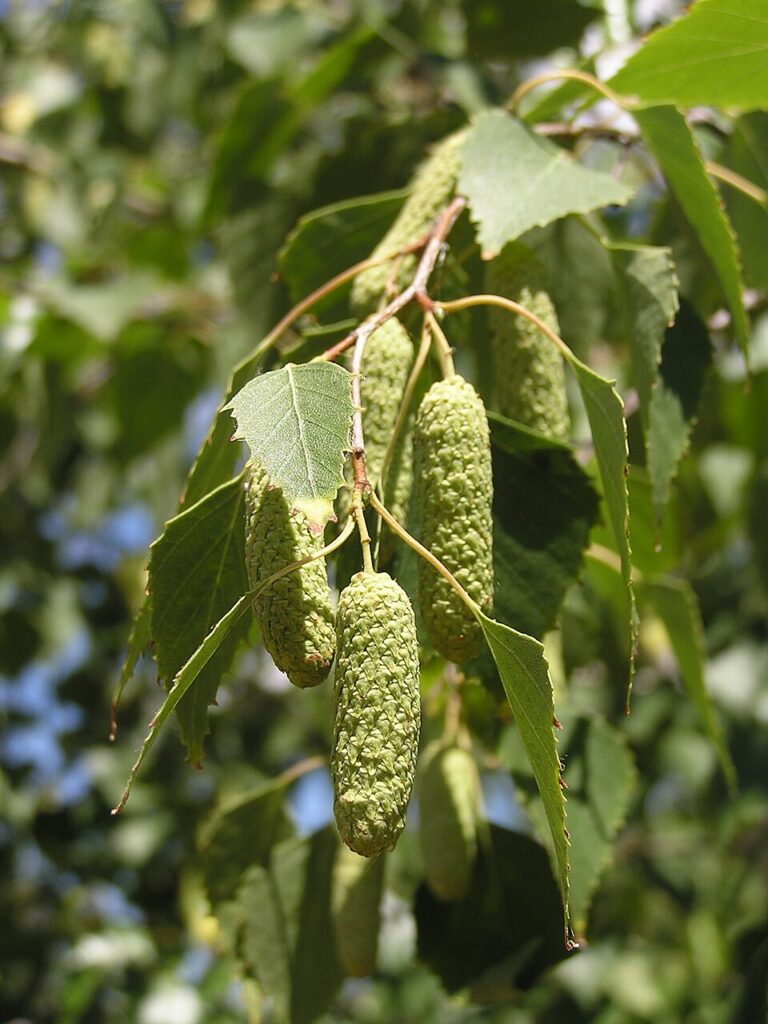 Betula pendula subsp. pendula